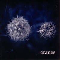 Feathers - Cranes