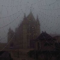 Spiderwebs - Foreign Forest