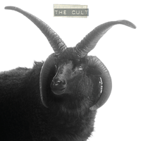 Sacred Life - The Cult