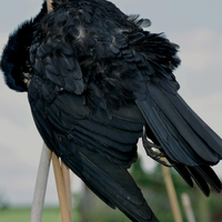 The Gathering Storm - red kite