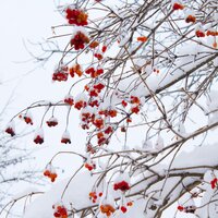 Walking in a Winter Wonderland - Zen Meditate, Music for Reading, Christmas Piano Masters, Zen Meditate, Music for Reading
