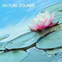 Gnetle Rain and Birds - Nature Sounds Nature Music