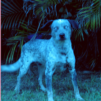 Moonlight (Streetlight) - Beagles