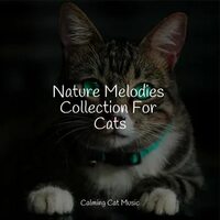 Music For Cats