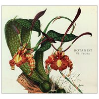 Cinnamomum Parthenoxylon - Botanist
