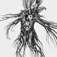 Nourishing the Fetus (Mandragora IV) - Botanist